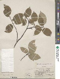 Amelanchier arborea image