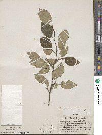 Amelanchier arborea image