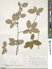 Amelanchier arborea image