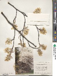 Amelanchier arborea image