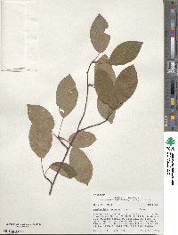 Amelanchier arborea image