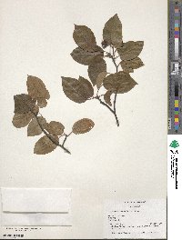 Amelanchier arborea image