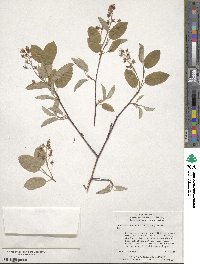 Amelanchier arborea image