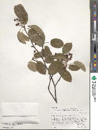 Amelanchier arborea image