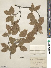 Amelanchier arborea image