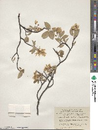 Amelanchier arborea image