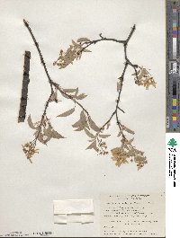 Amelanchier arborea image