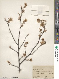 Amelanchier arborea image