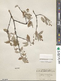 Amelanchier arborea image