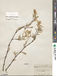 Amelanchier arborea image