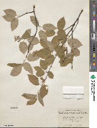 Amelanchier arborea image