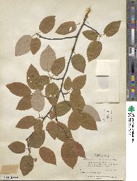 Amelanchier arborea image