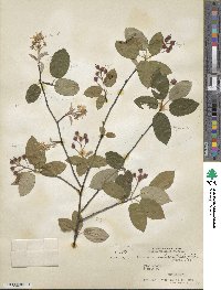 Amelanchier arborea image