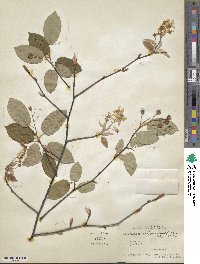 Amelanchier arborea image