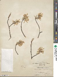 Amelanchier arborea image