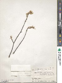 Amelanchier arborea image