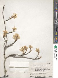 Amelanchier arborea image