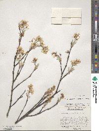 Amelanchier arborea image