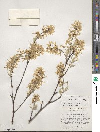 Amelanchier arborea image