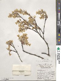 Amelanchier arborea image