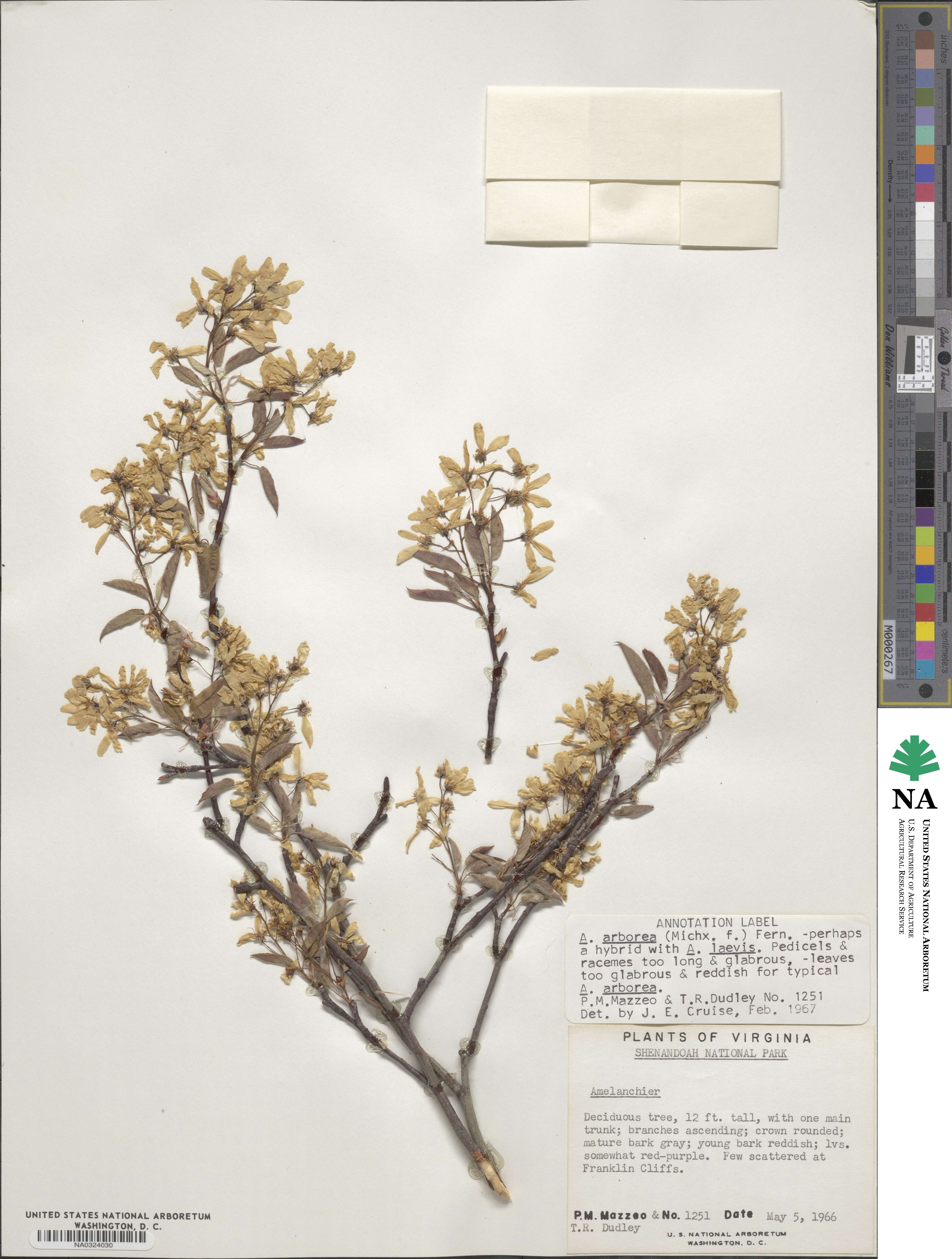 Amelanchier arborea image