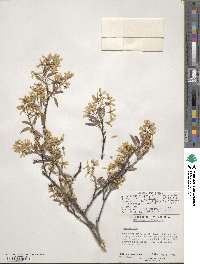 Amelanchier arborea image