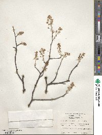 Amelanchier arborea image