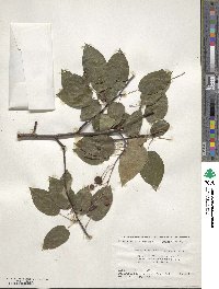 Amelanchier arborea image