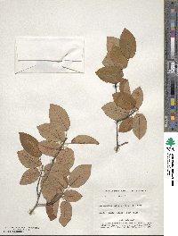 Amelanchier arborea image