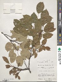 Amelanchier arborea image