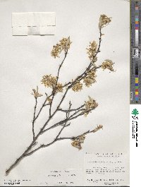 Amelanchier arborea image