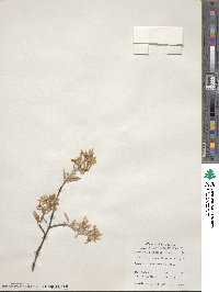 Amelanchier arborea image