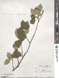 Amelanchier arborea image