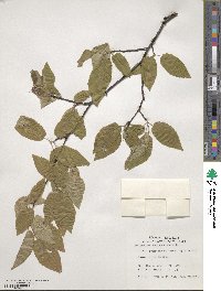 Amelanchier arborea image