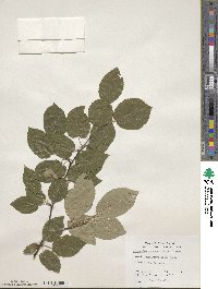 Amelanchier arborea image