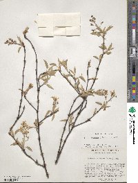 Amelanchier arborea image