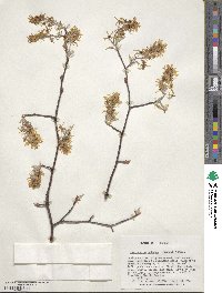 Amelanchier arborea image