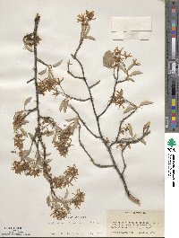 Amelanchier arborea image