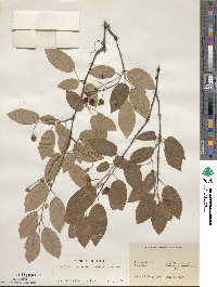 Amelanchier arborea image