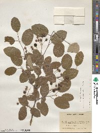 Amelanchier arborea image