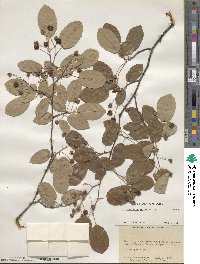 Amelanchier arborea image