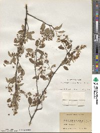 Amelanchier arborea image