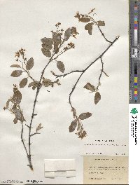 Amelanchier arborea image