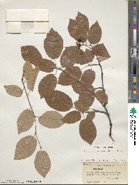 Amelanchier arborea image