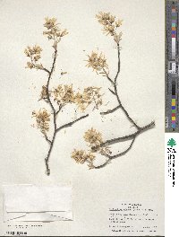 Amelanchier arborea image