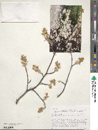 Amelanchier arborea image