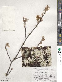 Amelanchier arborea image