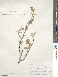 Amelanchier arborea image