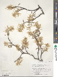 Amelanchier arborea image