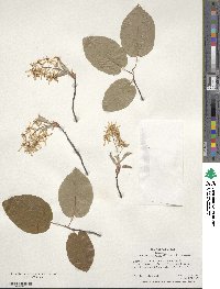 Amelanchier arborea image